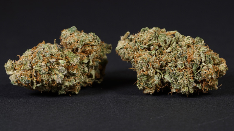 Afghani Strain Review: The Pure Landrace Indica Legend Complete Guide