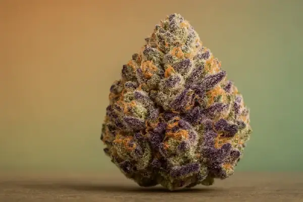 Biscotti Strain Review: The Premium Dessert Hybrid