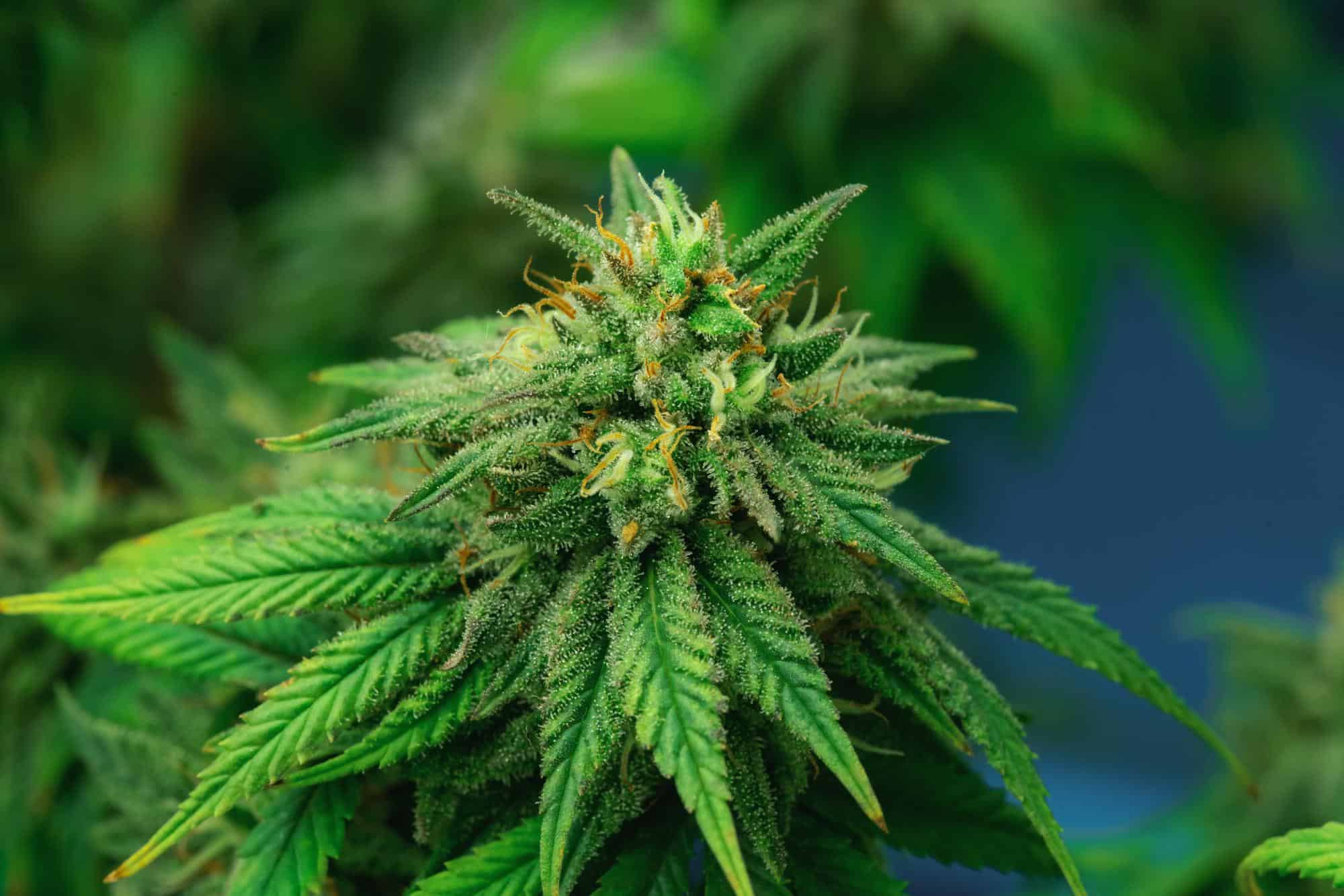 Bubba Kush Strain Review: The Enigmatic Indica Icon