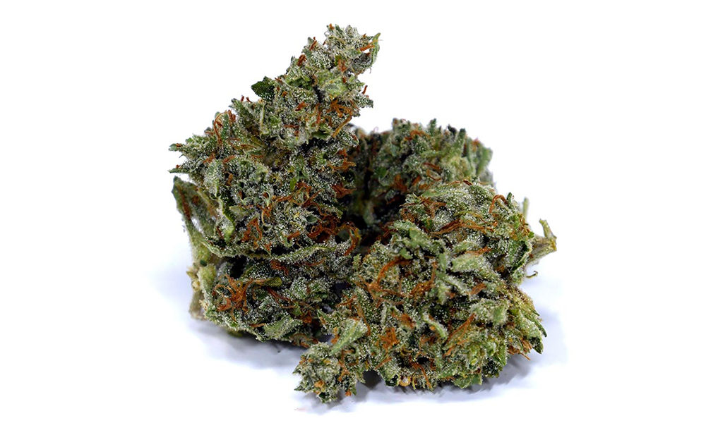 Chocolope Strain Review: The Sweet Sativa Sensation