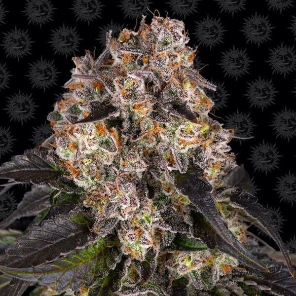 Girl Scout Cookies Thin Mint: The Crown Jewel of Cannabis