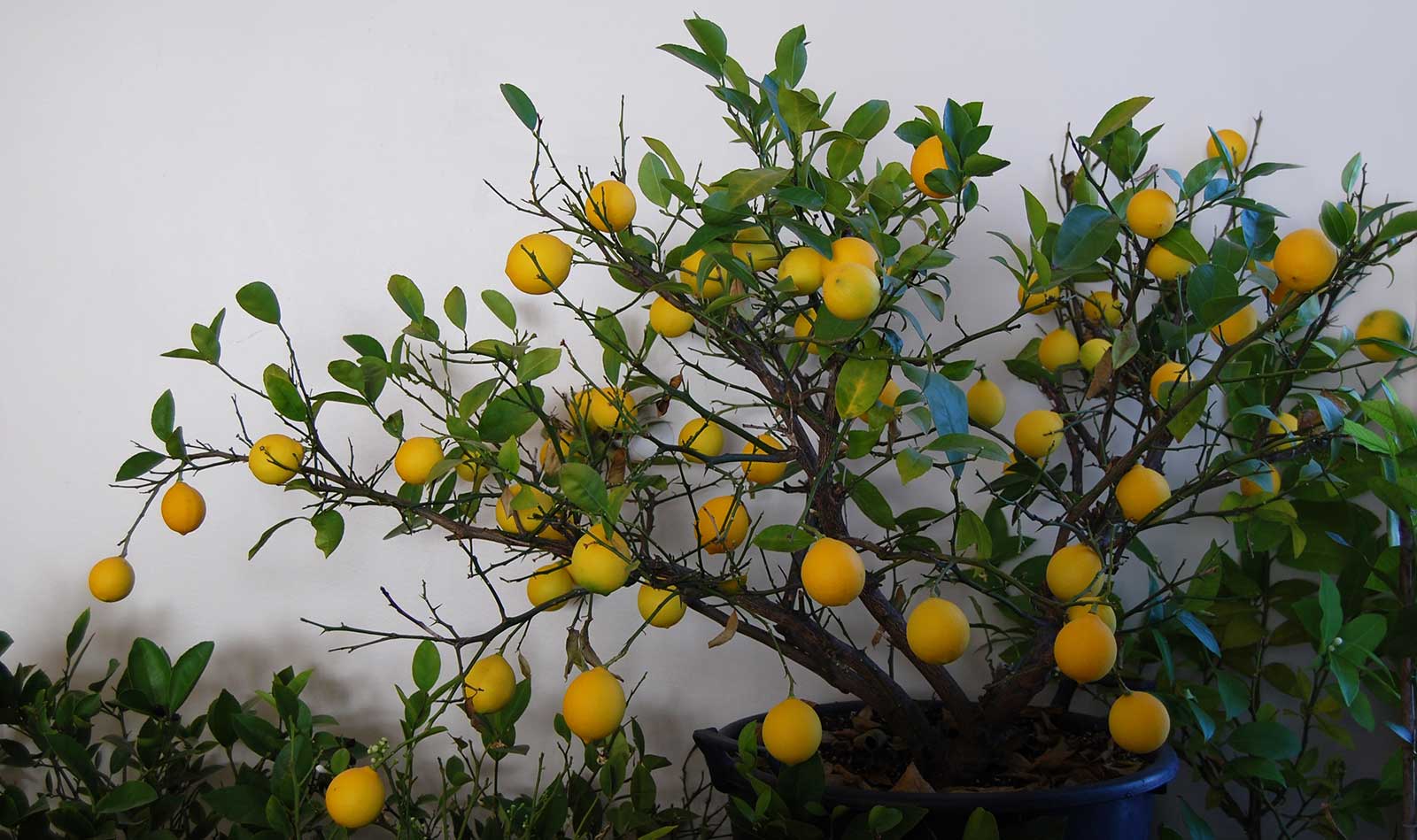 Lemon Tree: Citrus Hybrid Powerhouse