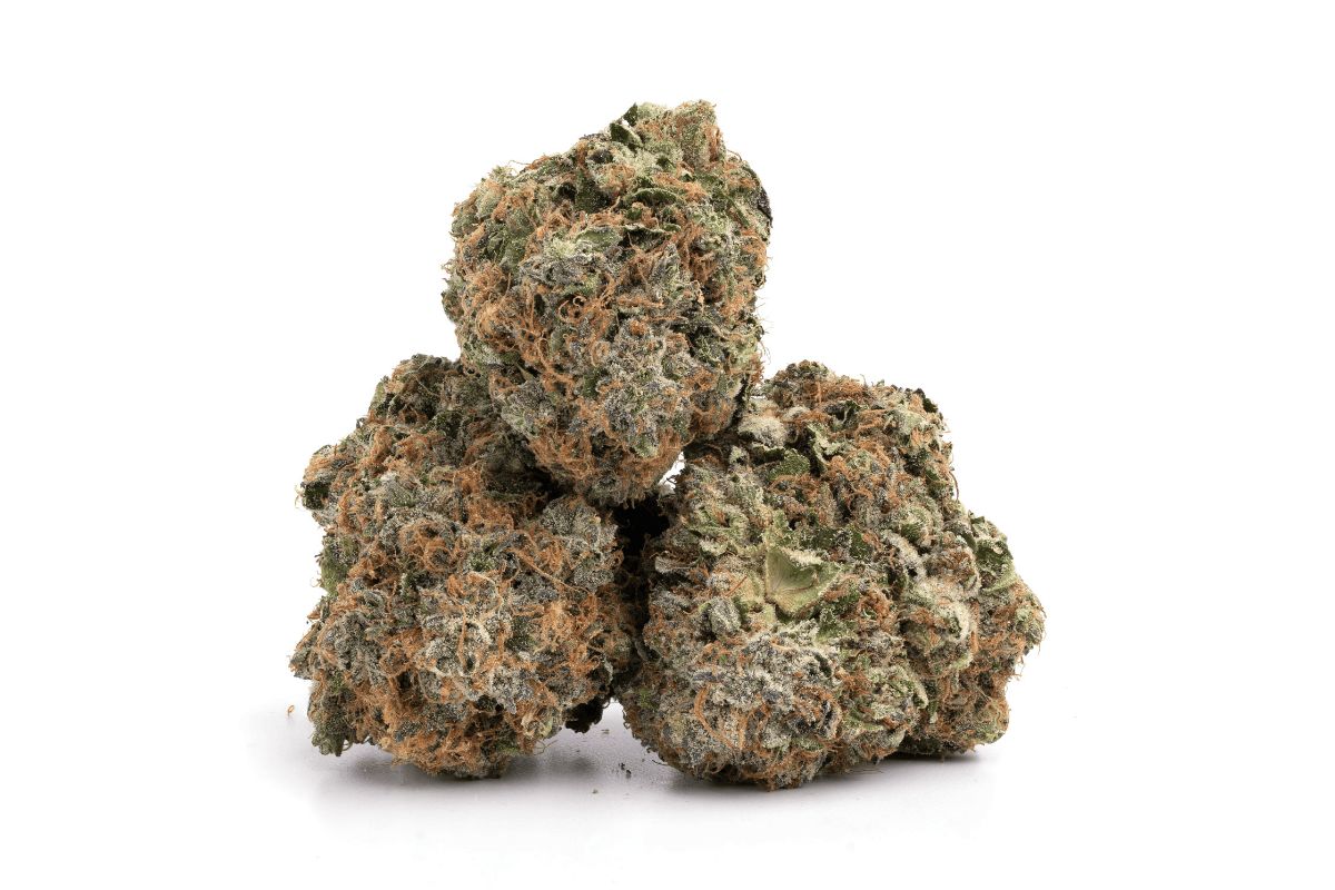 Master Kush Strain Review: The Cannabis Cup Winning Hindu Kush Legend
