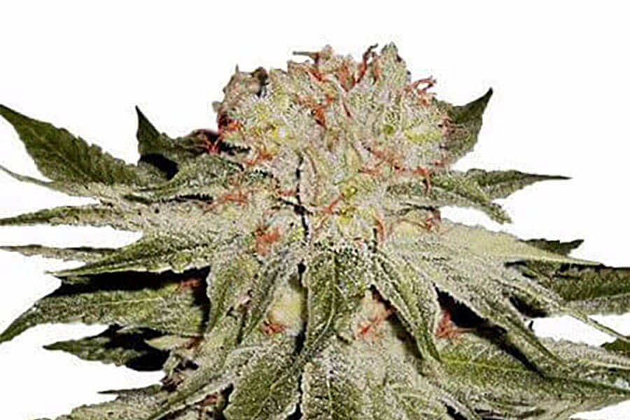 Stardawg: Potent Hybrid with Legendary Roots