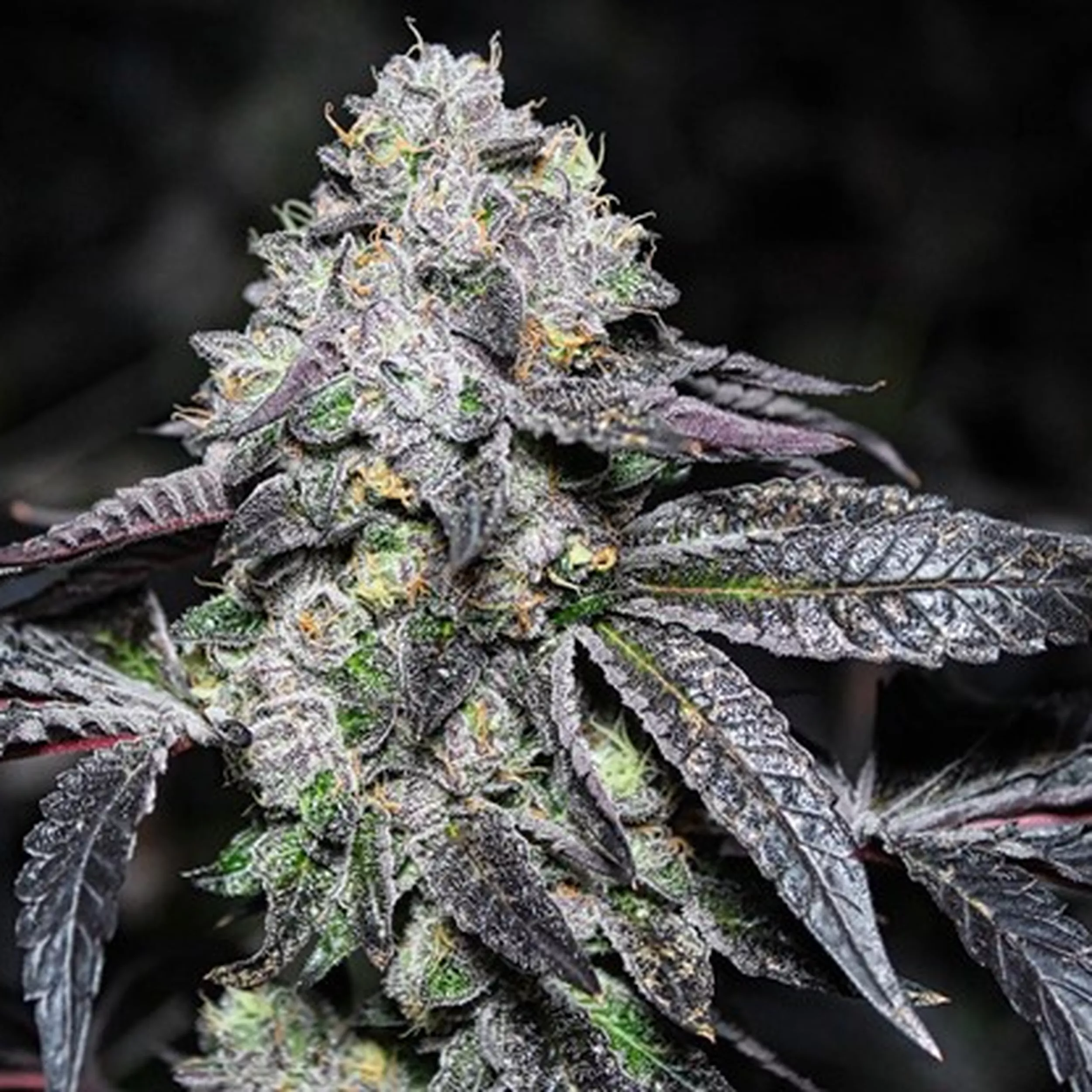 Sunset Sherbert Strain Review: The Cookie-Crossed Indica Icon
